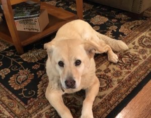 Mobile dog groomer came and spruced up 11 year old Whitney - a yellow lab and chow mix